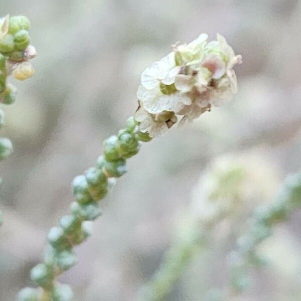 Caroxylon vermiculatum Frukt