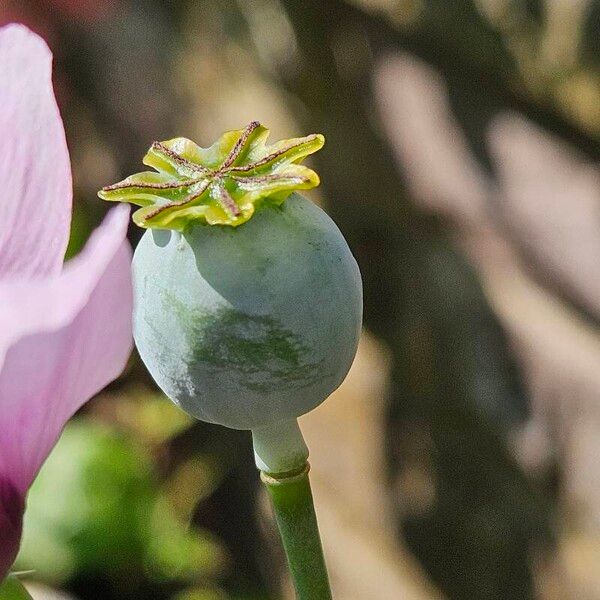 Papaver somniferum Gyümölcs