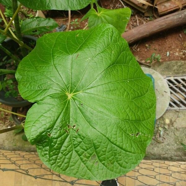 Piper umbellatum Blad