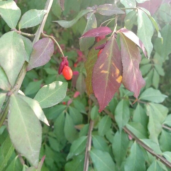 Euonymus alatus Blad