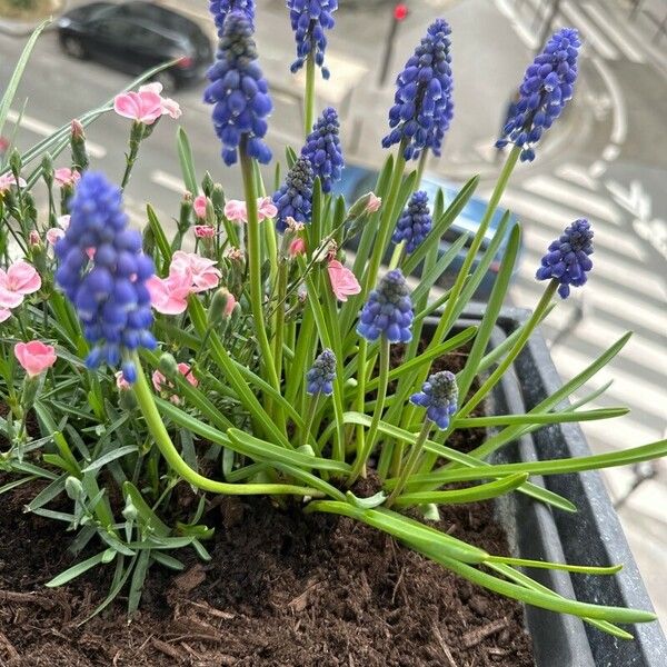 Muscari armeniacum Blomst