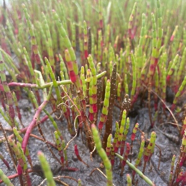 Salicornia bigelovii Foglia