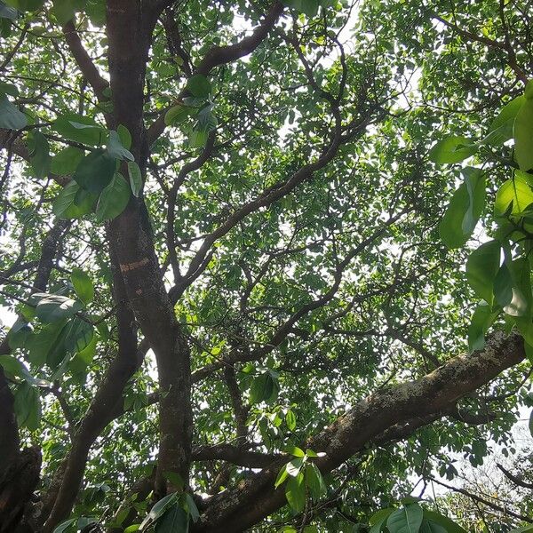 Ficus lutea Habit