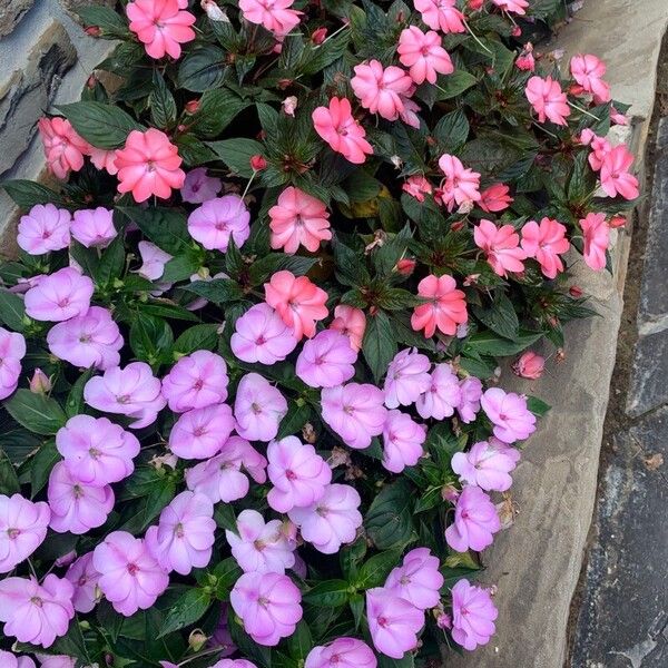 Impatiens hawkeri പുഷ്പം