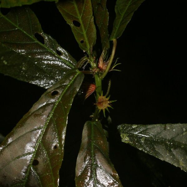 Acalypha apodanthes Leaf