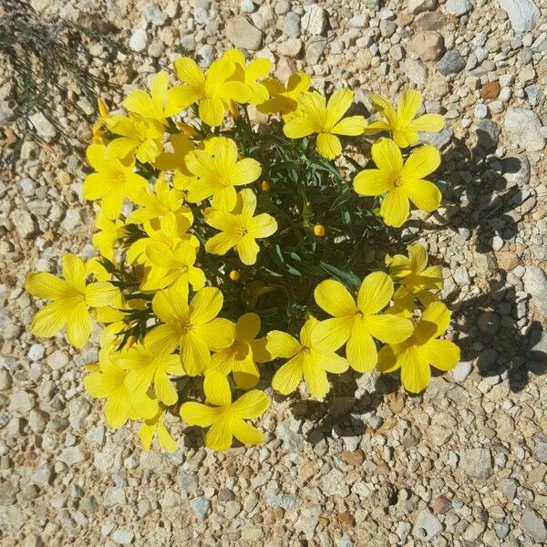 Linum campanulatum Flower