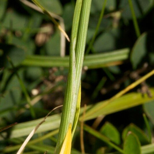 Carex vaginata Azala