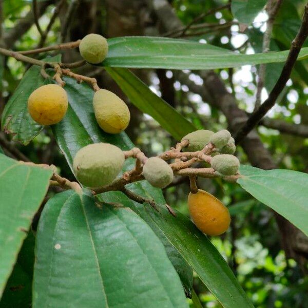Grewia bulot
