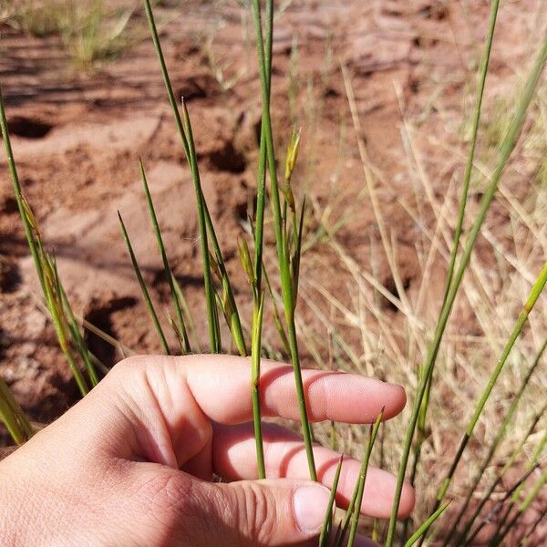 Juncus maritimus 花