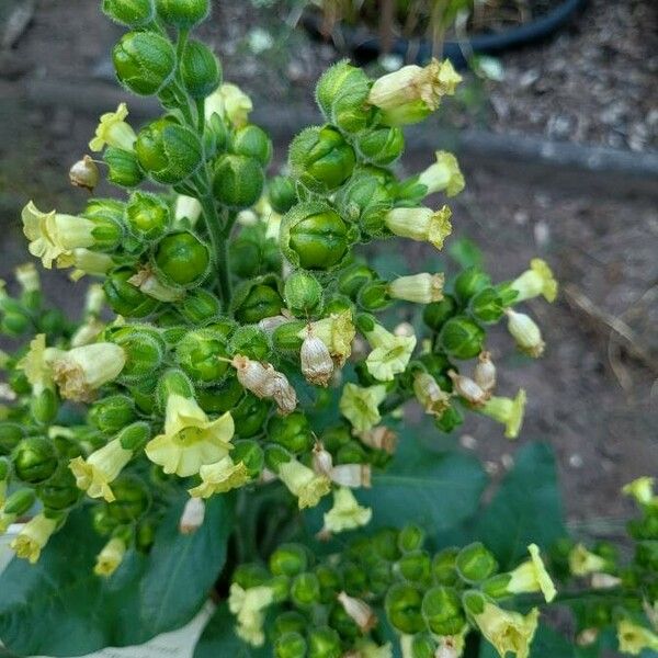 Nicotiana rustica Habitus