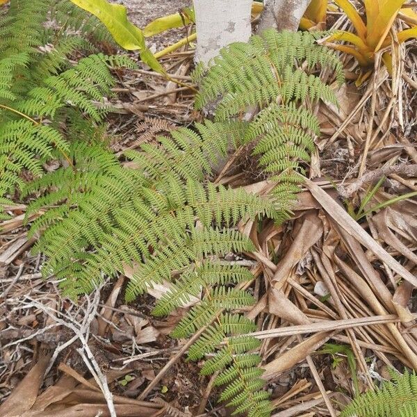 Pteridium esculentum Levél