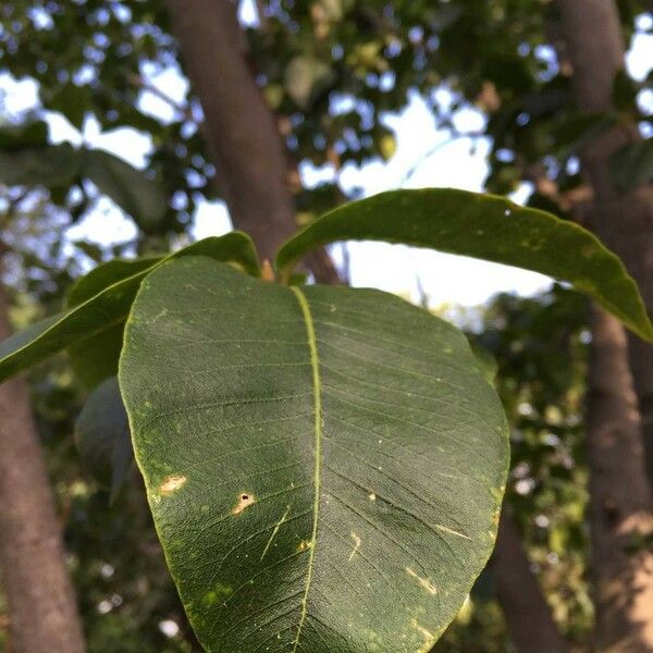 Calodendrum capense Blad