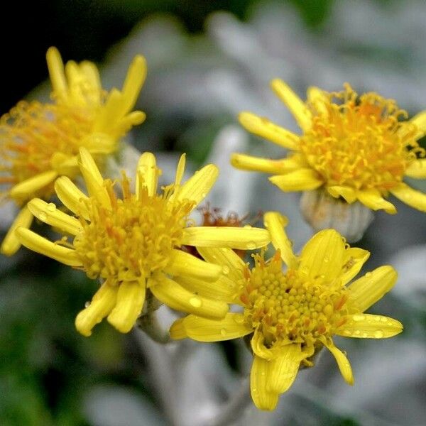 Jacobaea maritima Flor