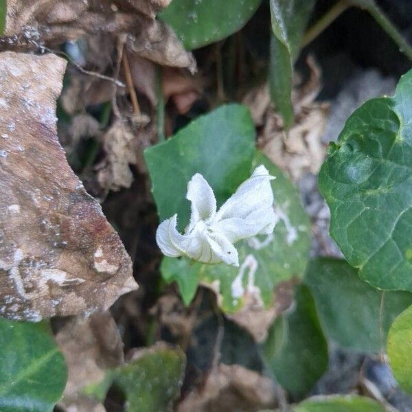 Coccinia grandis Flower