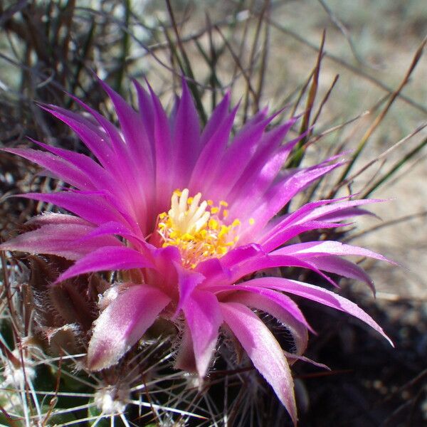 Escobaria vivipara Flower