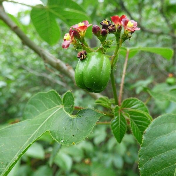 Jatropha gossypiifolia Frucht