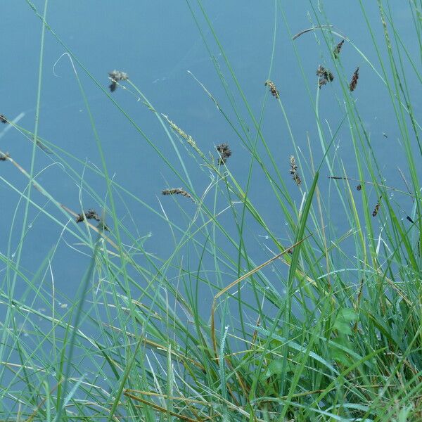 Carex diandra Habit