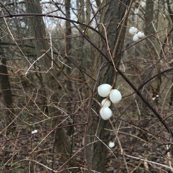 Symphoricarpos albus Плод