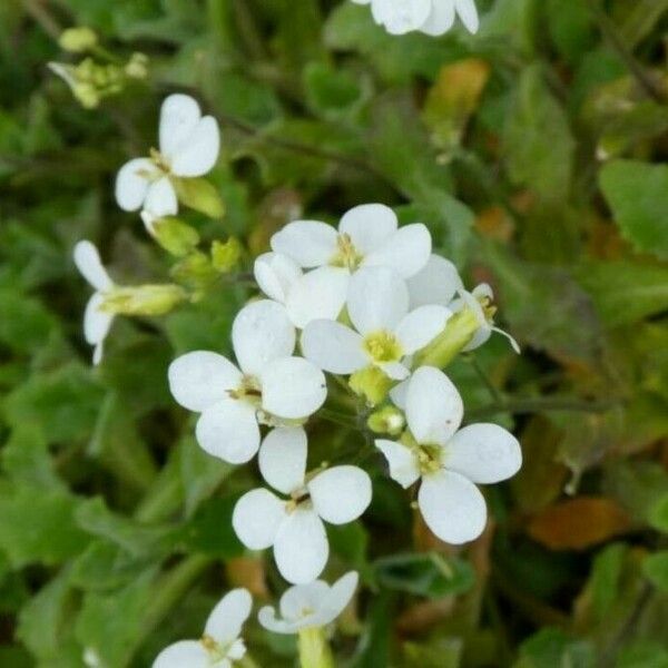 Arabis caucasica ᱵᱟᱦᱟ