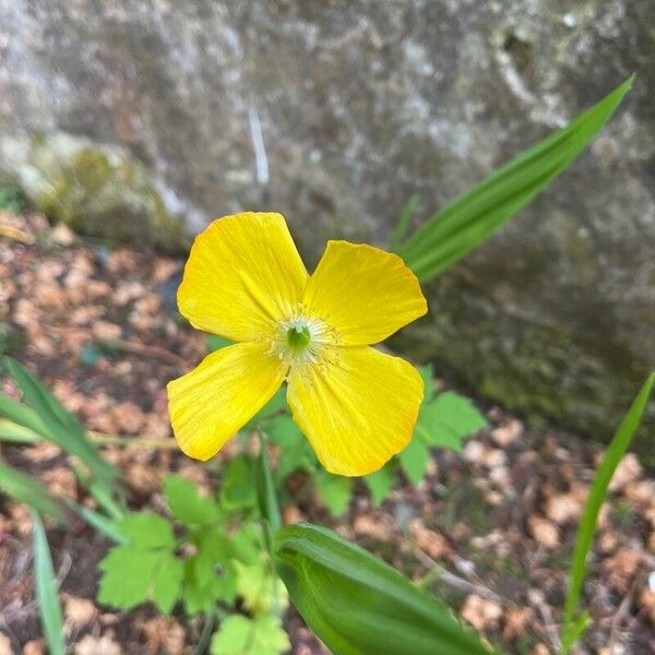 Papaver cambricum Flors