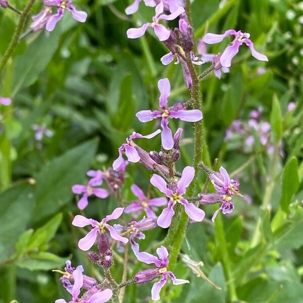 Chorispora tenella Flower