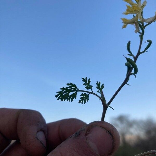 Corydalis aurea Foglia