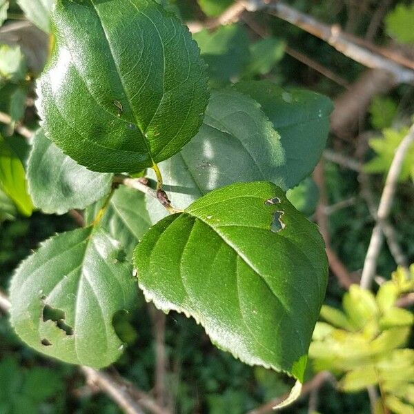 Crataegus douglasii Folla