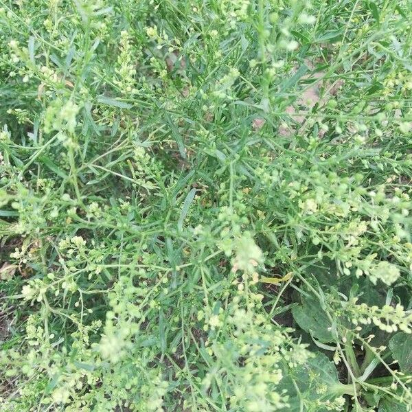 Lepidium ruderale Плід