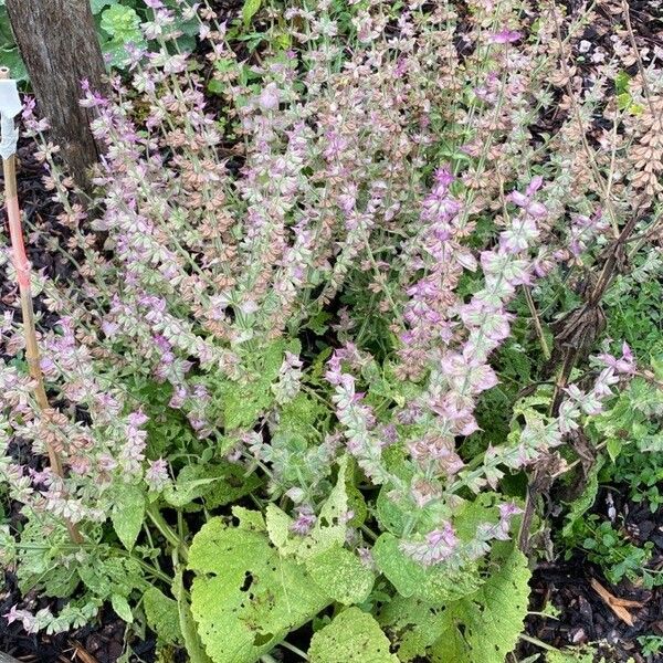 Salvia sclarea Habit