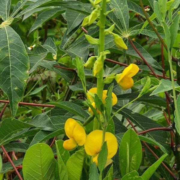 Crotalaria spectabilis Flower