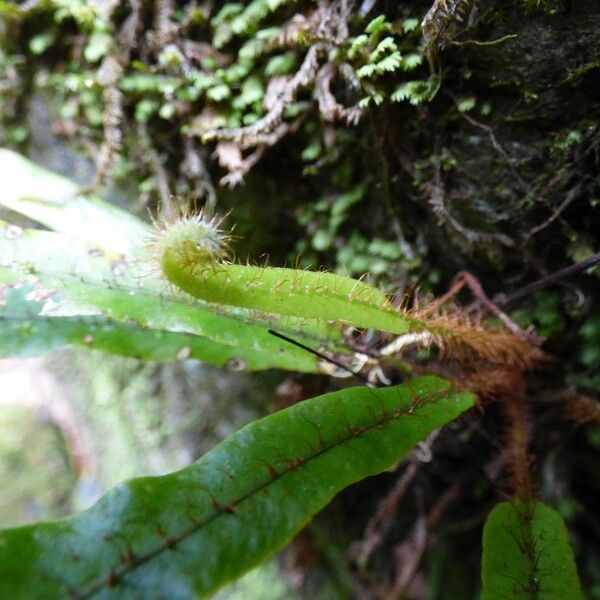 Elaphoglossum aubertii Blad