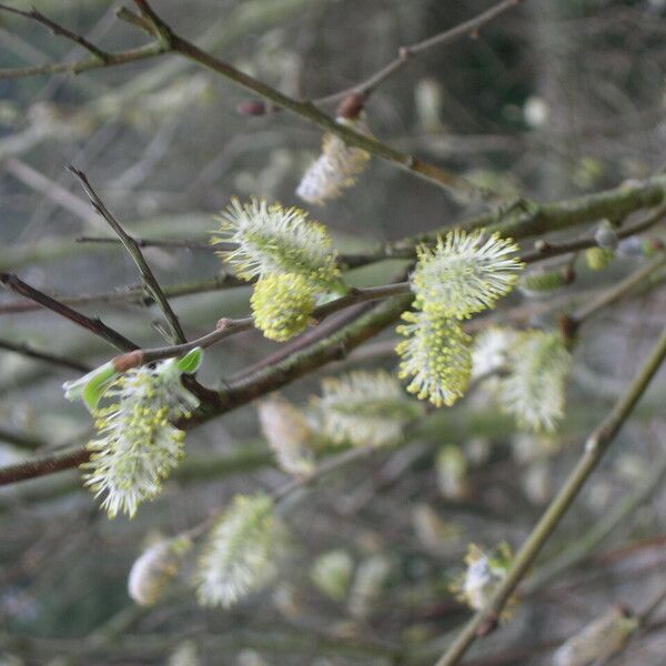 Salix atrocinerea Bloem