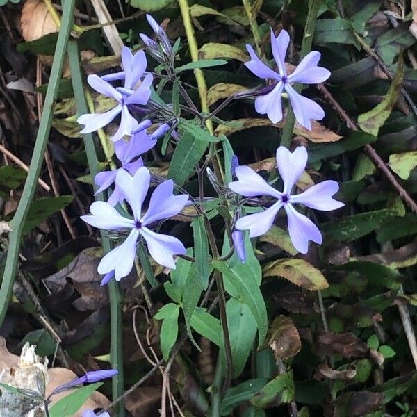 Phlox divaricata ᱵᱟᱦᱟ