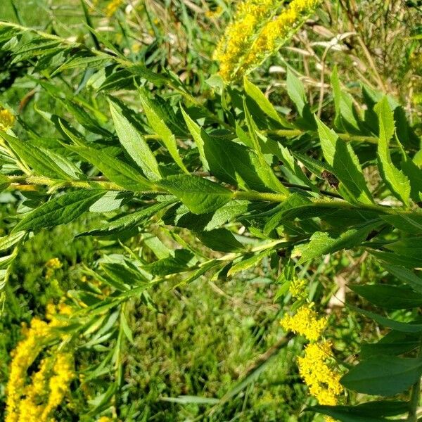 Solidago canadensis برگ