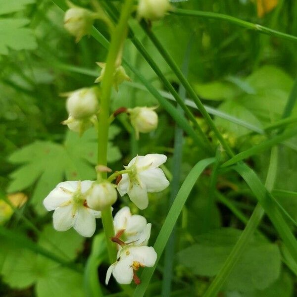 Pyrola rotundifolia Floare