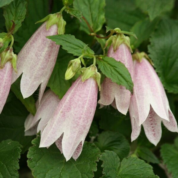 Campanula punctata Blomst