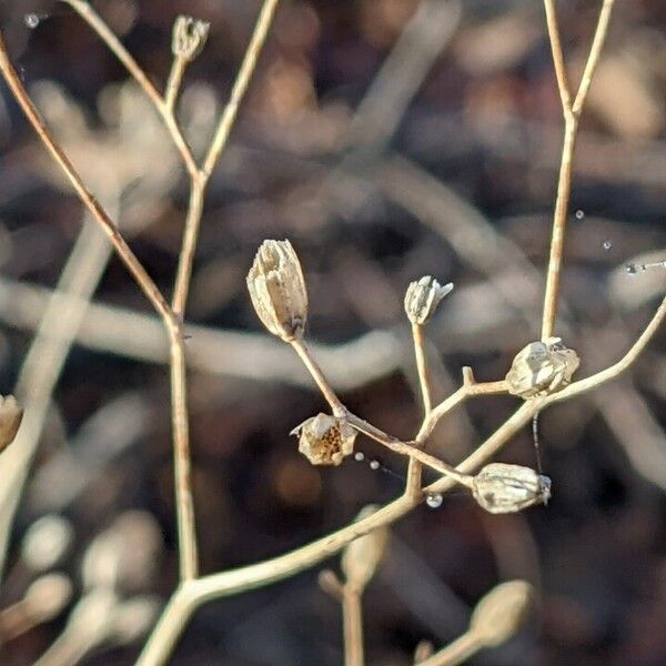 Lapsana communis Fruit