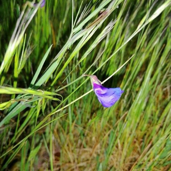 Lathyrus angulatus Flower