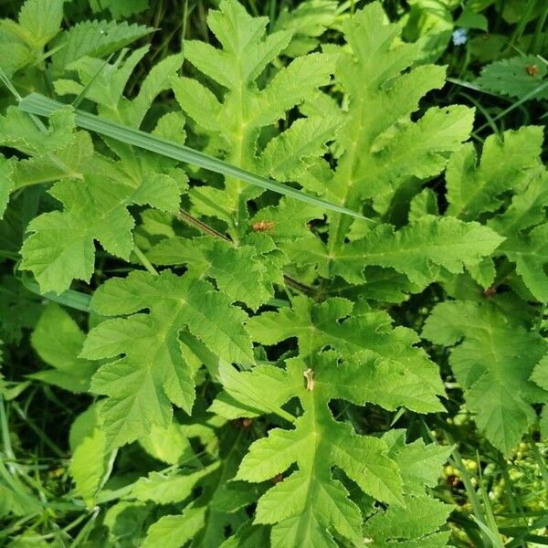 Heracleum sibiricum 叶