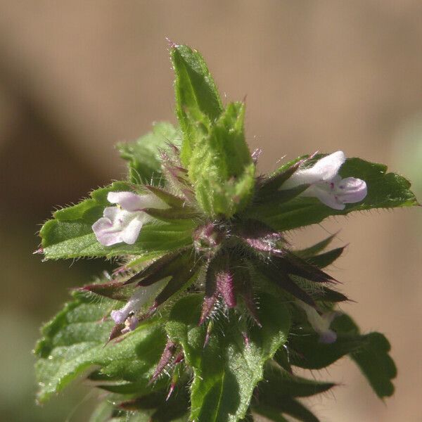 Stachys arvensis Flower