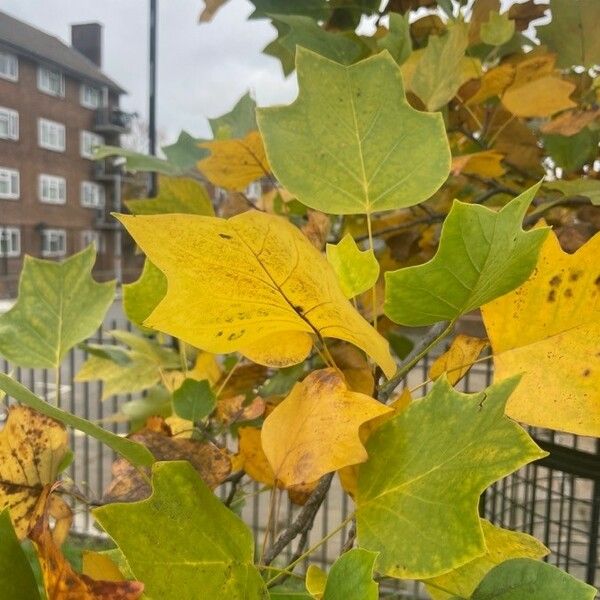 Liriodendron tulipifera Fuelha