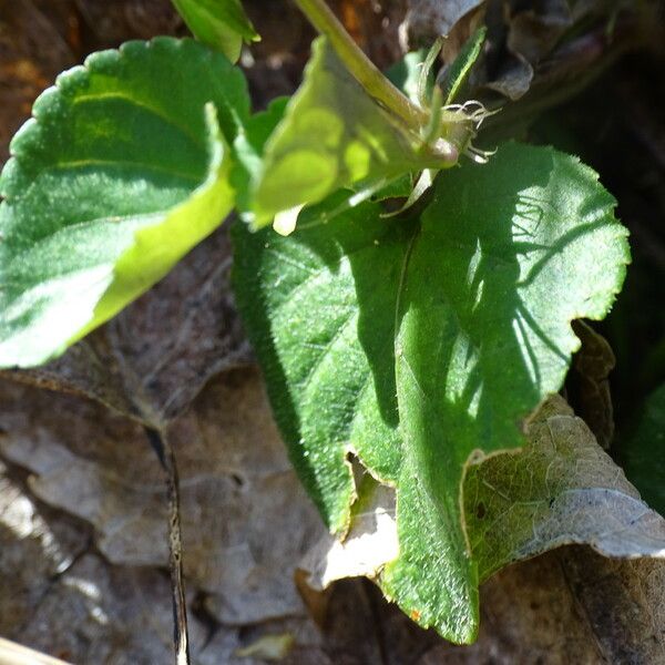 Viola riviniana 葉