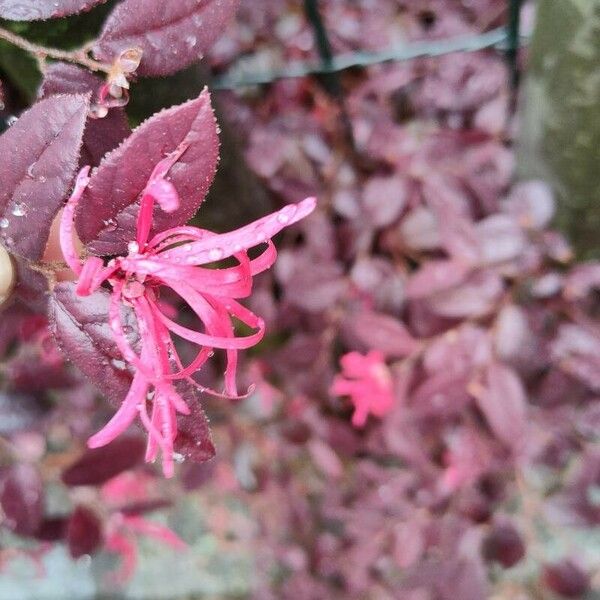 Loropetalum chinense Flower