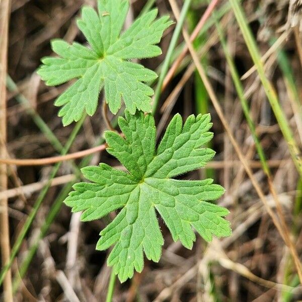 Geranium aculeolatum Leaf