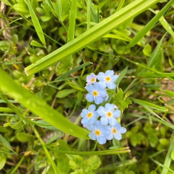 Myosotis scorpioides 花