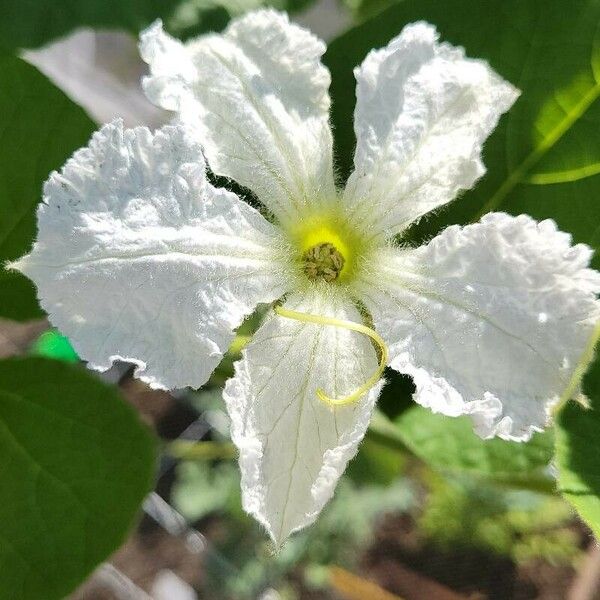 Lagenaria siceraria Flower