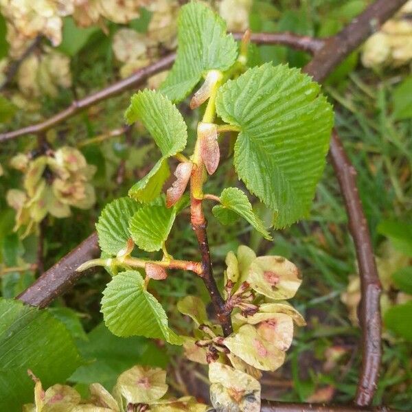 Ulmus glabra Blatt