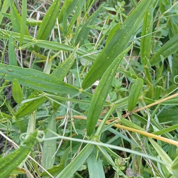 Lathyrus sylvestris Blatt