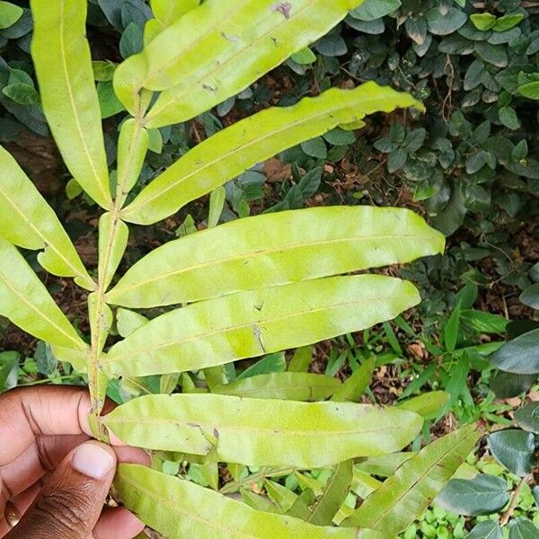 Filicium decipiens Leaf