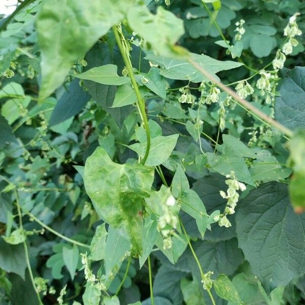 Fallopia dumetorum 花